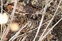 Pellenes_tripunctatus_D2944_Z_85_NP De Hoge Veluwe_Nederland